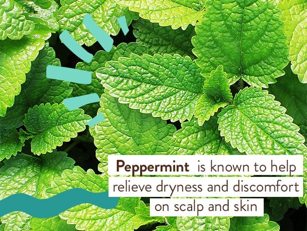 Babo Botanicals Eucalyptus Remedy Plant-Based 3-in-1 Shampoo, Bubble Bath & Wash - with Vapors of Eucalyptus, Rosemary & Peppermint - For Babies, Kids or Sensitive Skin - EWG Verified - 15 fl. oz. - Image 2